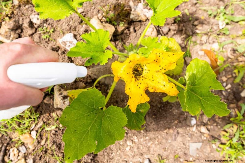 12 mythes de jardinage éprouvés qui pourraient saboter votre récolte 