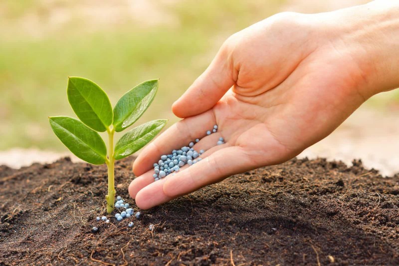 12 mythes de jardinage éprouvés qui pourraient saboter votre récolte 