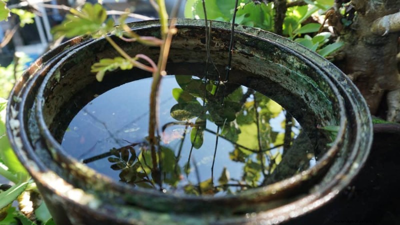 12 mythes de jardinage éprouvés qui pourraient saboter votre récolte 