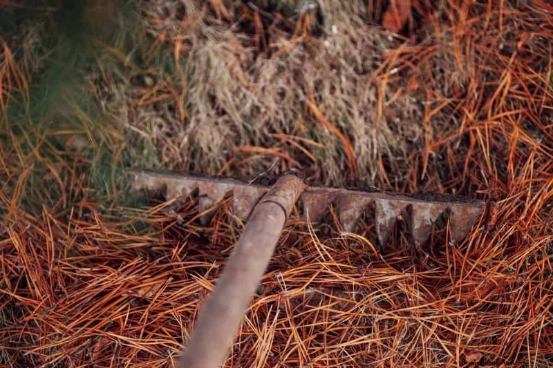 12 mythes de jardinage éprouvés qui pourraient saboter votre récolte 