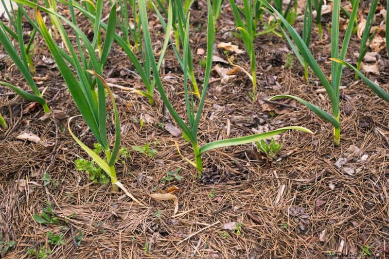 12 mythes de jardinage éprouvés qui pourraient saboter votre récolte 