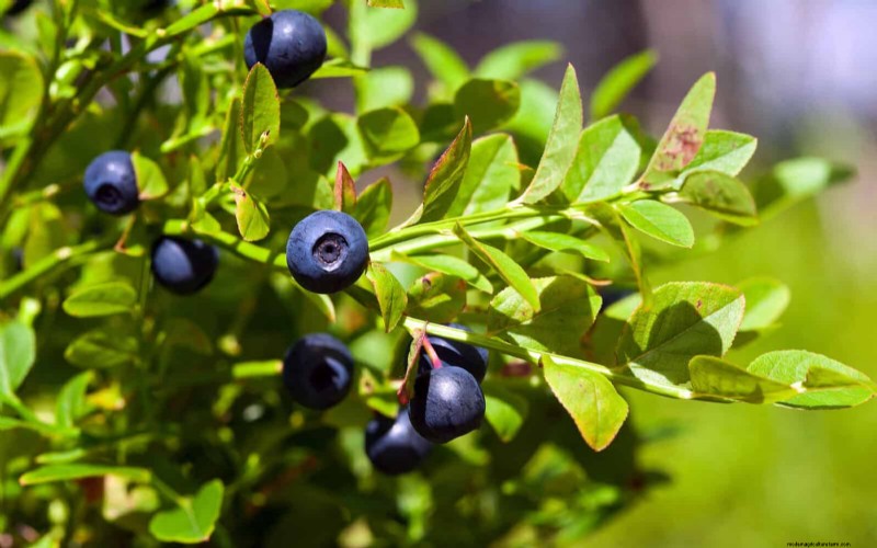 12 mythes de jardinage éprouvés qui pourraient saboter votre récolte 