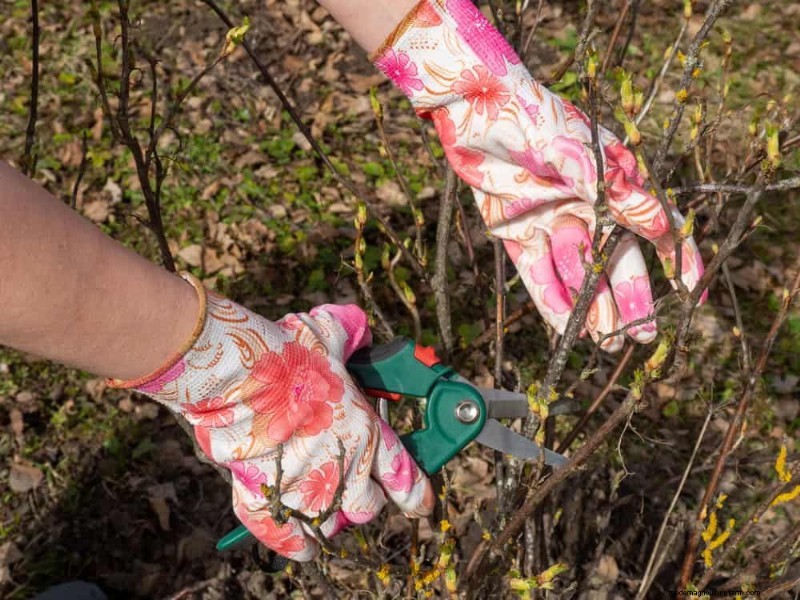 12 mythes de jardinage éprouvés qui pourraient saboter votre récolte 