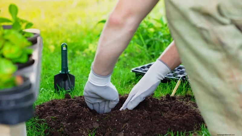 12 mythes de jardinage éprouvés qui pourraient saboter votre récolte 