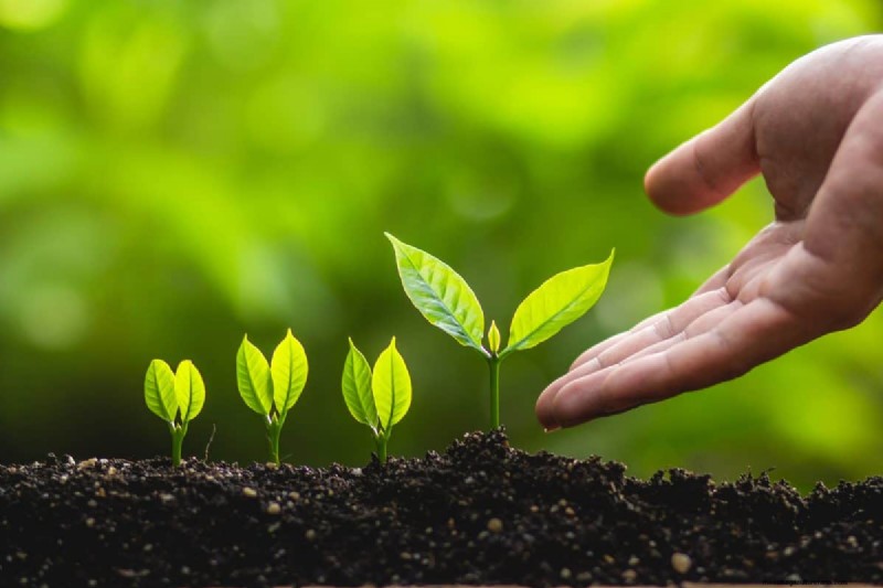 12 mythes de jardinage éprouvés qui pourraient saboter votre récolte 