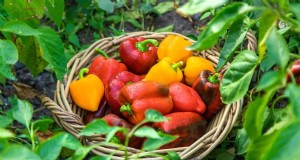 21 Proven Pepper Growing Strategies for Bigger Harvests & Fewer Problems