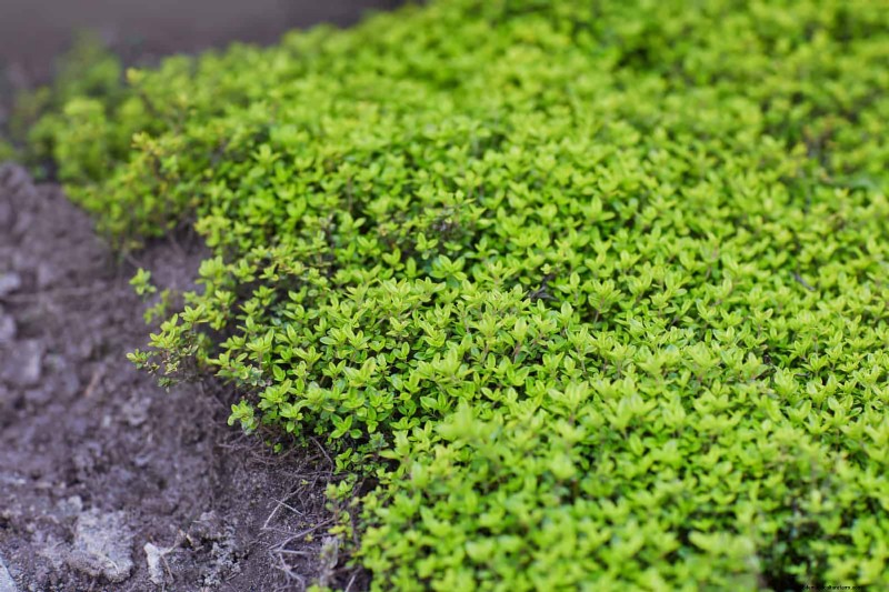 Jardinage sans paillis :techniques durables qui produisent un sol plus sain et des coûts inférieurs