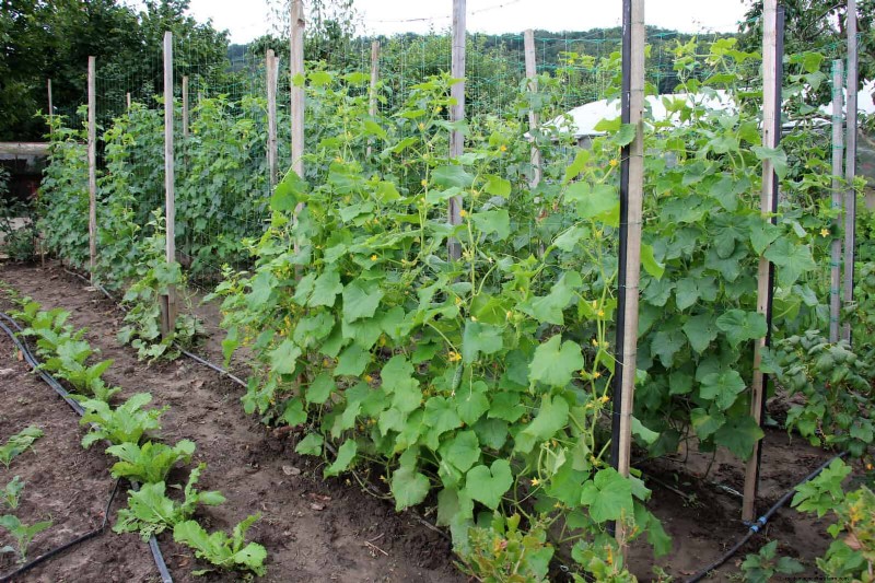 Jardinage sans paillis :techniques durables qui produisent un sol plus sain et des coûts inférieurs