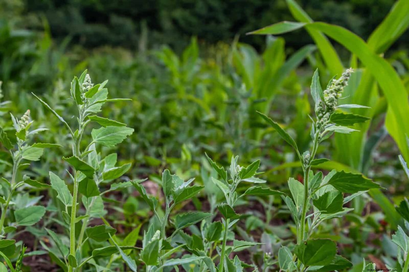 Jardinage sans paillis :techniques durables qui produisent un sol plus sain et des coûts inférieurs