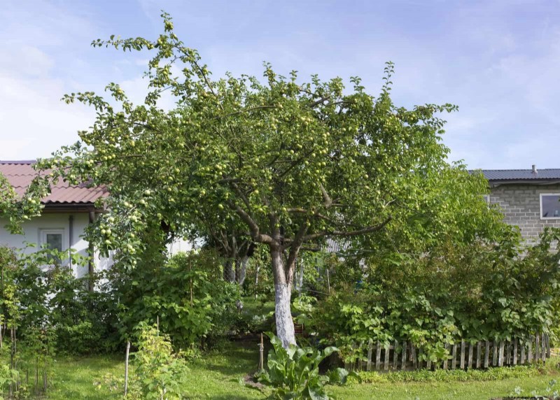 Jardinage sans paillis :techniques durables qui produisent un sol plus sain et des coûts inférieurs