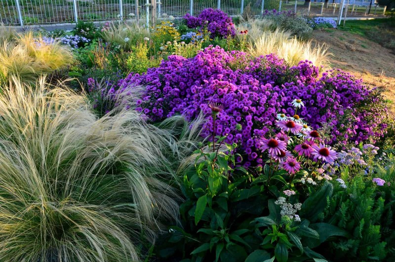 Jardinage sans paillis :techniques durables qui produisent un sol plus sain et des coûts inférieurs