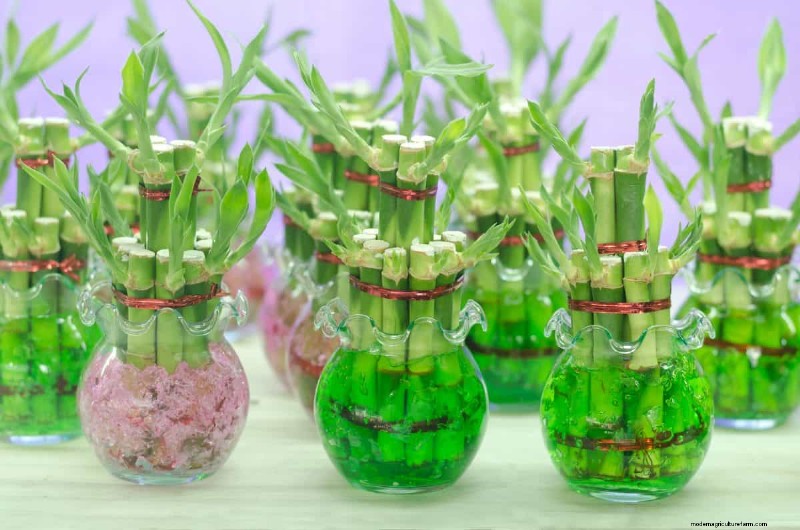 25 plantes d intérieur à base d eau :un jardinage intérieur facile et sans sol 