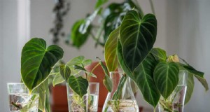 25 Tanaman Hias Hanya Air:Berkebun Dalam Ruangan yang Mudah dan Bebas Tanah 