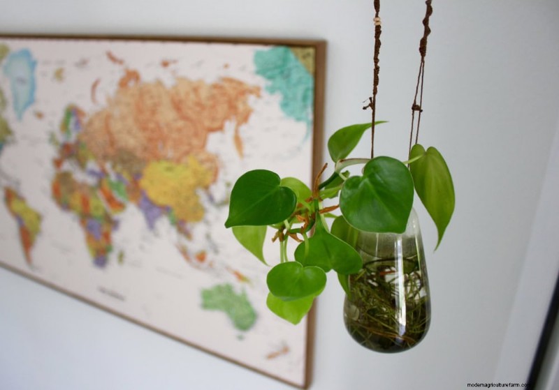 25 plantes d intérieur à base d eau :un jardinage intérieur facile et sans sol 