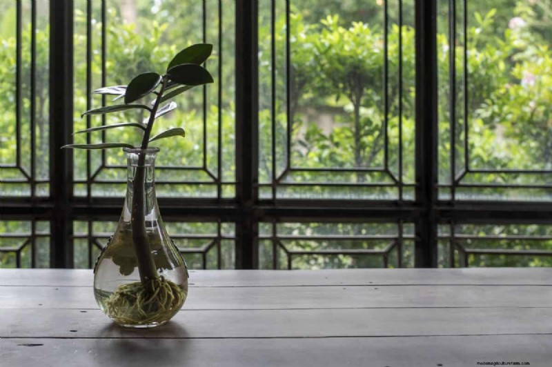 25 plantes d intérieur à base d eau :un jardinage intérieur facile et sans sol 