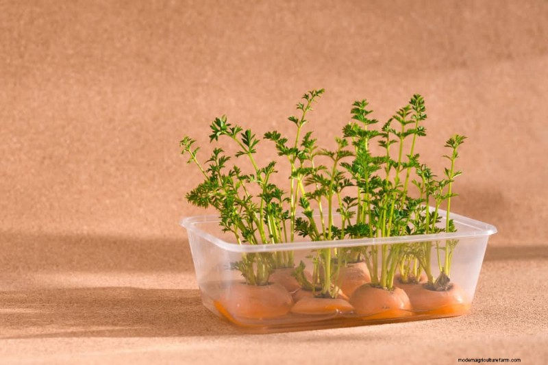 25 plantes d intérieur à base d eau :un jardinage intérieur facile et sans sol 