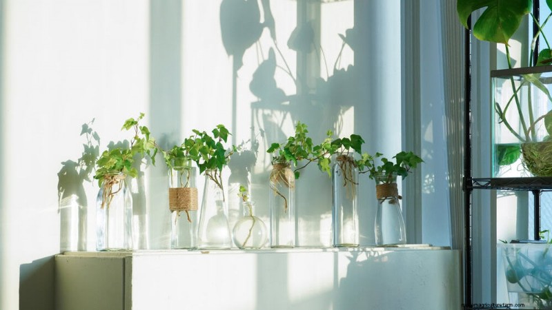 25 plantes d intérieur à base d eau :un jardinage intérieur facile et sans sol 