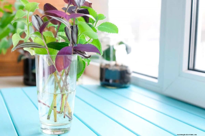 25 plantes d intérieur à base d eau :un jardinage intérieur facile et sans sol 