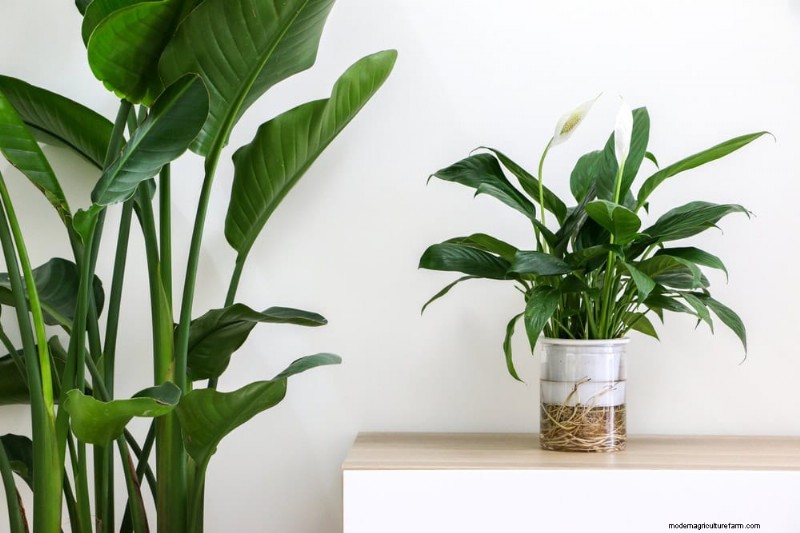 25 plantes d intérieur à base d eau :un jardinage intérieur facile et sans sol 