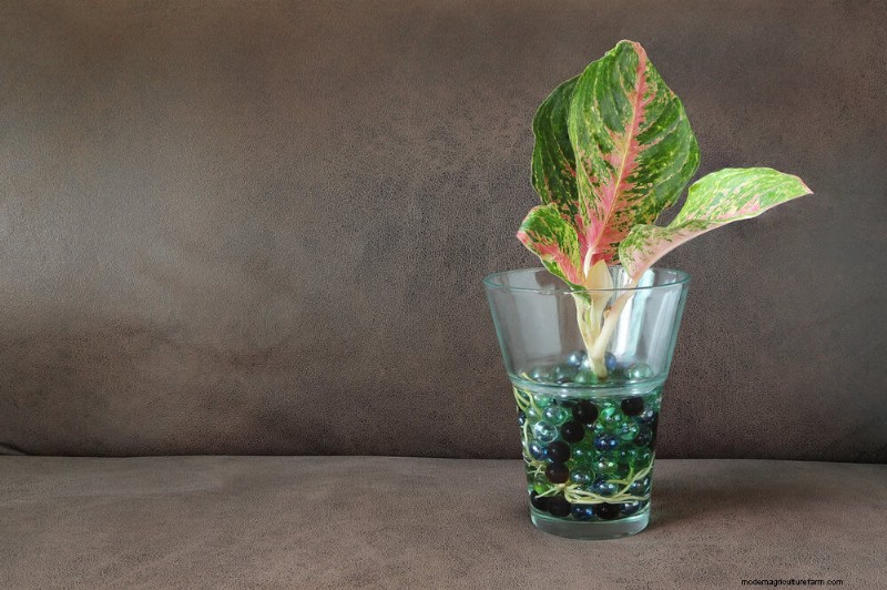 25 plantes d intérieur à base d eau :un jardinage intérieur facile et sans sol 