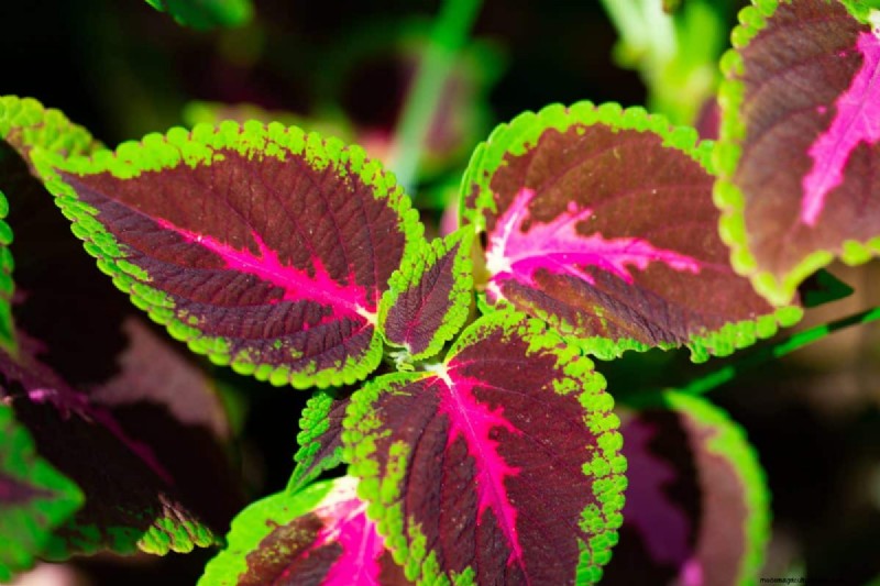 25 plantes d intérieur à base d eau :un jardinage intérieur facile et sans sol 