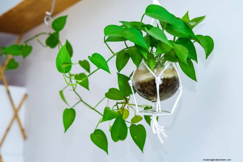 25 plantes d intérieur à base d eau :un jardinage intérieur facile et sans sol 