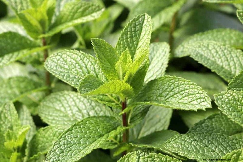 25 plantes d intérieur à base d eau :un jardinage intérieur facile et sans sol 
