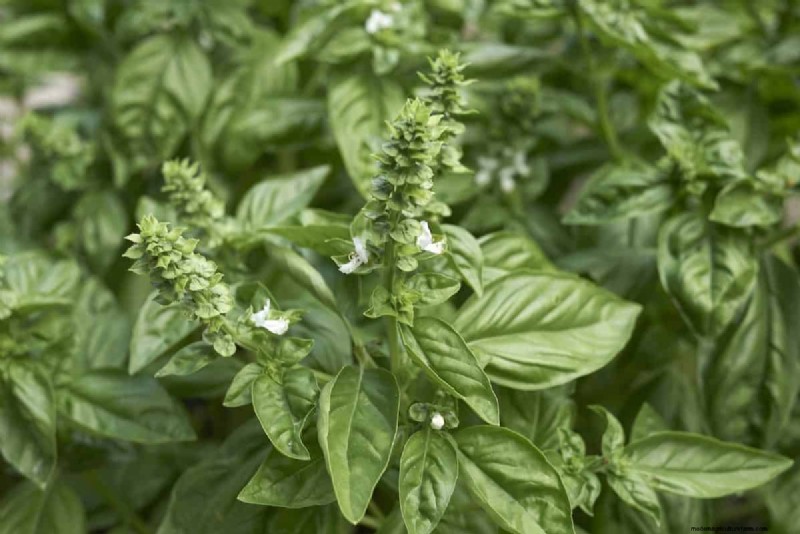 25 plantes d intérieur à base d eau :un jardinage intérieur facile et sans sol 
