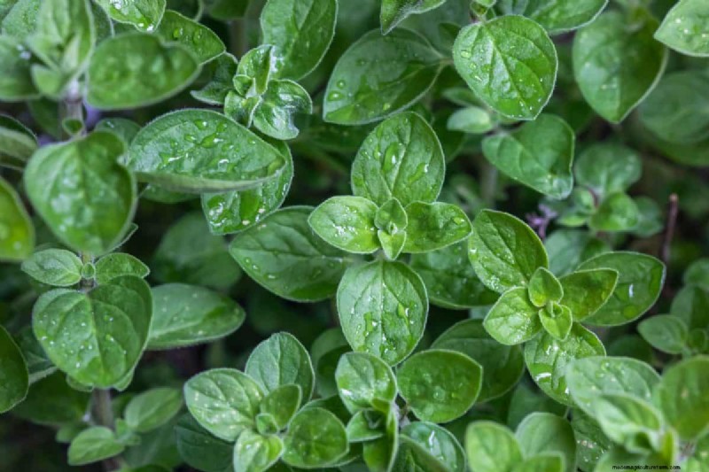 25 plantes d intérieur à base d eau :un jardinage intérieur facile et sans sol 