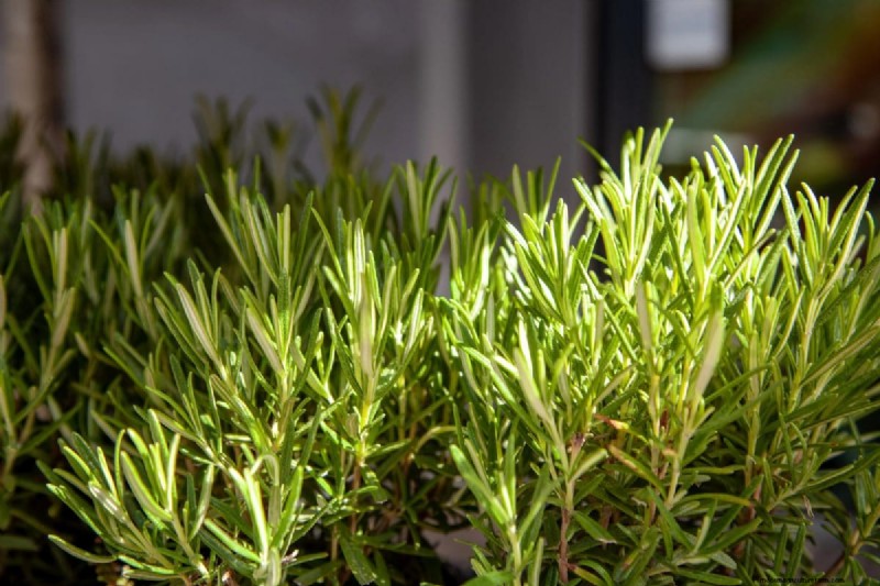 25 plantes d intérieur à base d eau :un jardinage intérieur facile et sans sol 