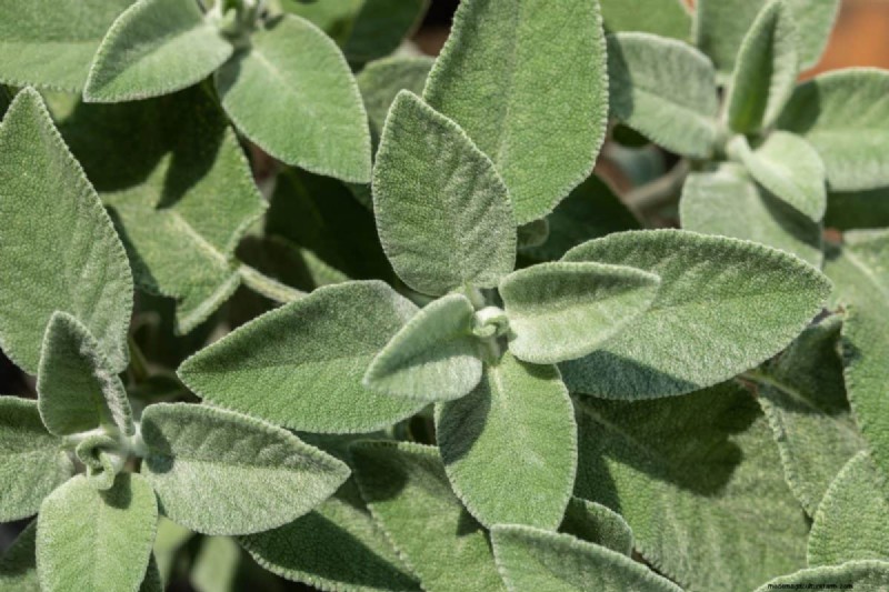 25 plantes d intérieur à base d eau :un jardinage intérieur facile et sans sol 