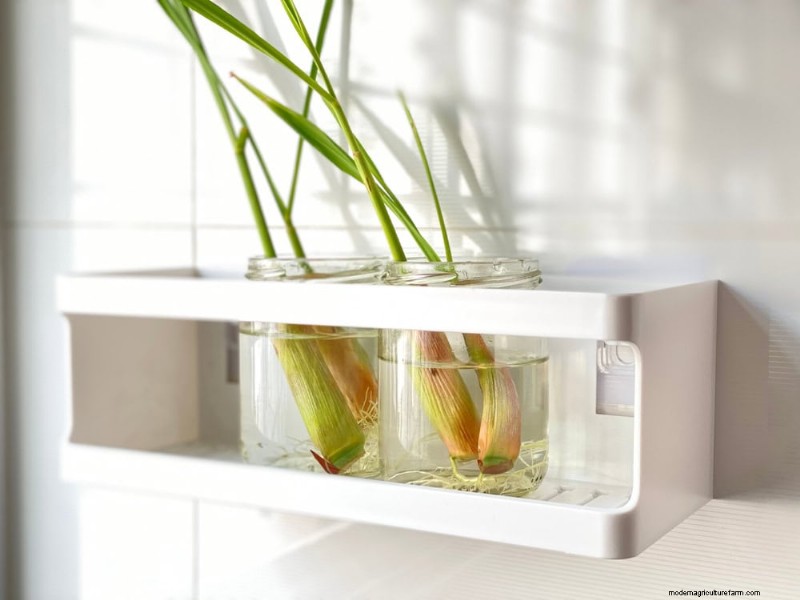 25 plantes d intérieur à base d eau :un jardinage intérieur facile et sans sol 
