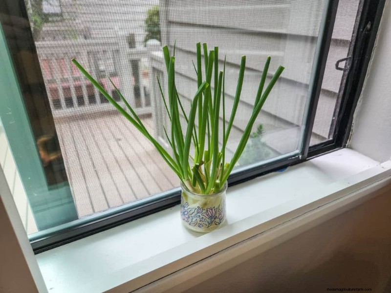 25 plantes d intérieur à base d eau :un jardinage intérieur facile et sans sol 