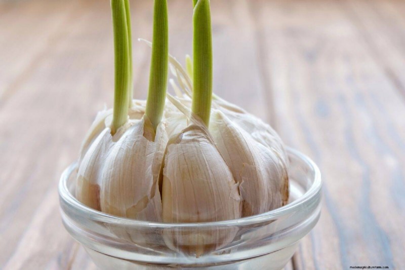 25 plantes d intérieur à base d eau :un jardinage intérieur facile et sans sol 