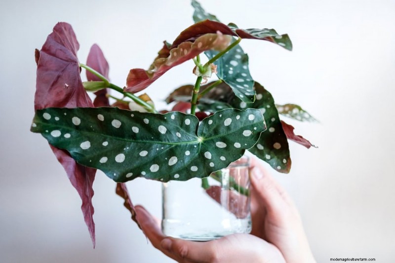 25 plantes d intérieur à base d eau :un jardinage intérieur facile et sans sol 