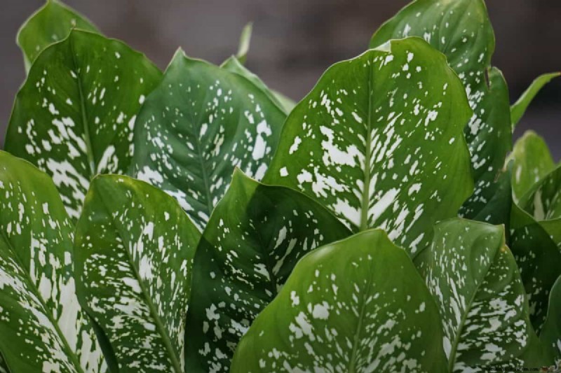 25 plantes d intérieur à base d eau :un jardinage intérieur facile et sans sol 