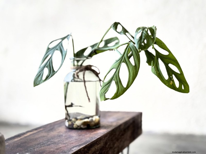 25 plantes d intérieur à base d eau :un jardinage intérieur facile et sans sol 