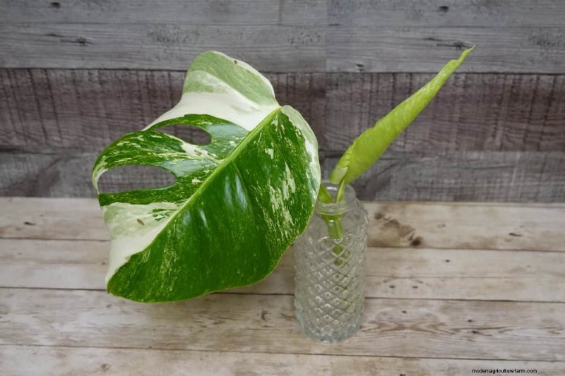 25 plantes d intérieur à base d eau :un jardinage intérieur facile et sans sol 