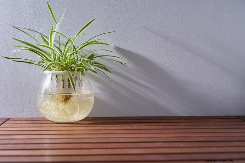 25 plantes d intérieur à base d eau :un jardinage intérieur facile et sans sol 