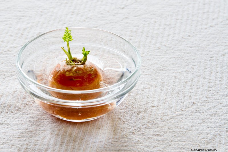 25 plantes d intérieur à base d eau :un jardinage intérieur facile et sans sol 