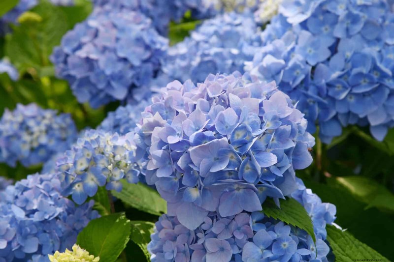 25 fleurs nécessitant peu d’entretien qui calment instantanément n’importe quel espace