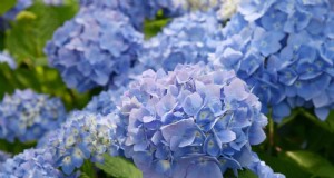25 fleurs nécessitant peu d’entretien qui calment instantanément n’importe quel espace 