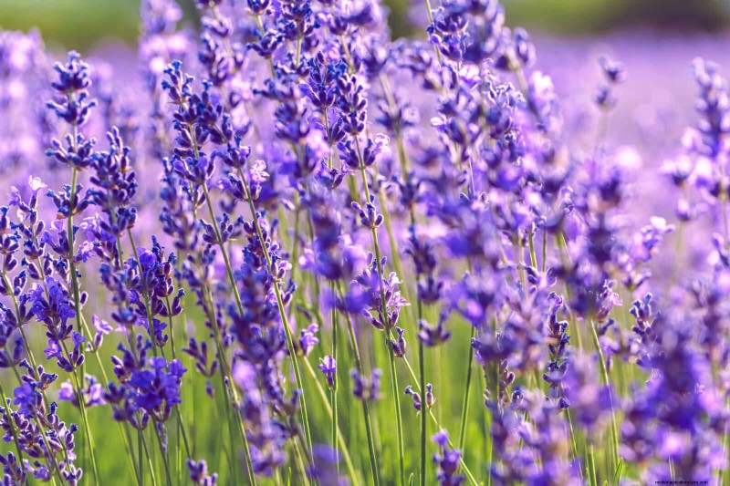 25 fleurs nécessitant peu d’entretien qui calment instantanément n’importe quel espace