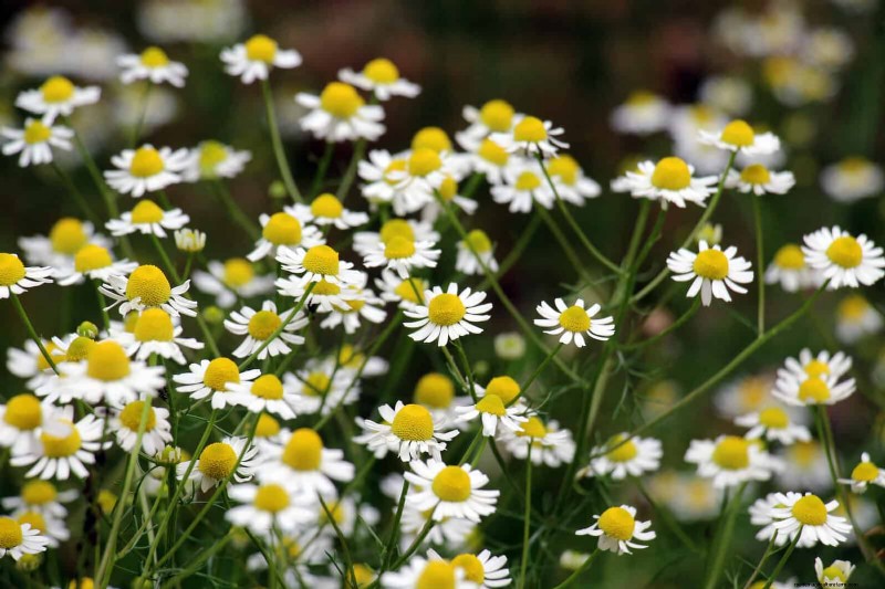 25 fleurs nécessitant peu d’entretien qui calment instantanément n’importe quel espace
