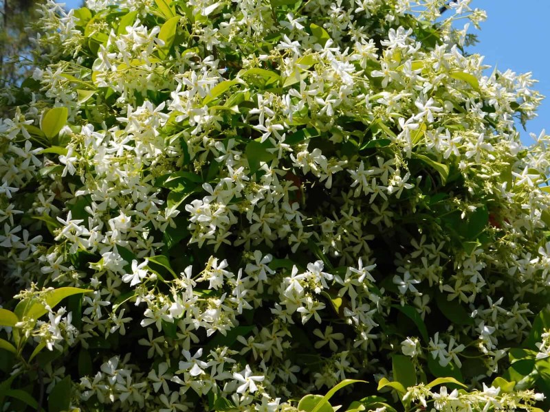 25 fleurs nécessitant peu d’entretien qui calment instantanément n’importe quel espace