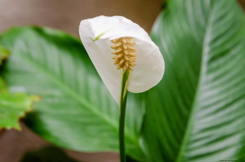 25 fleurs nécessitant peu d’entretien qui calment instantanément n’importe quel espace