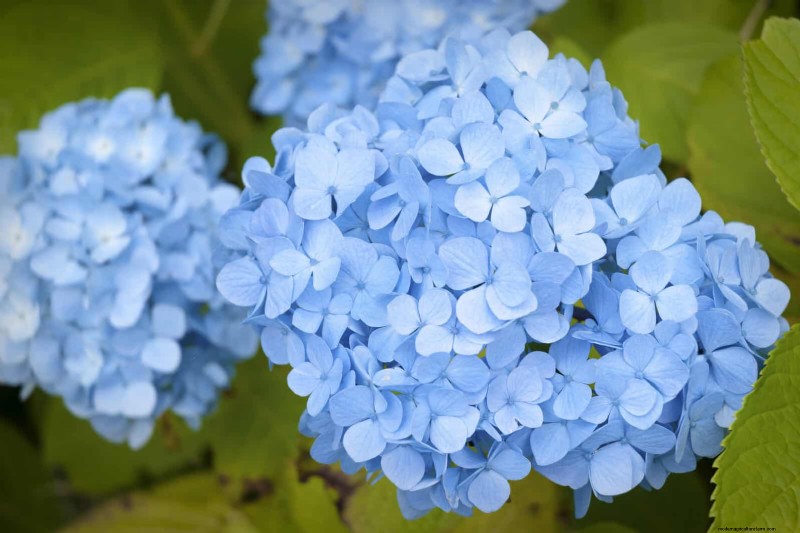 25 fleurs nécessitant peu d’entretien qui calment instantanément n’importe quel espace