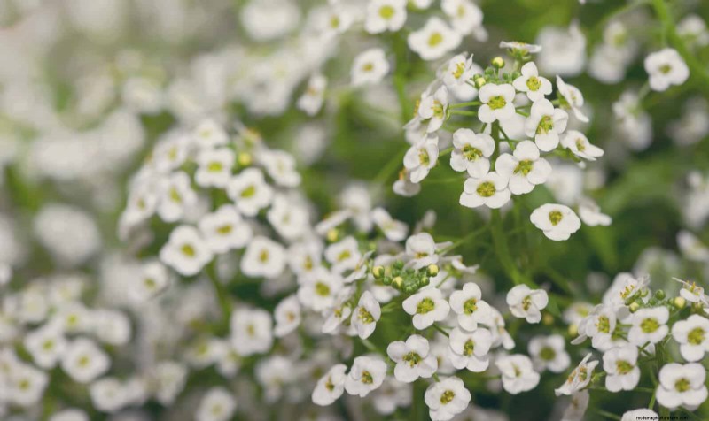 25 fleurs nécessitant peu d’entretien qui calment instantanément n’importe quel espace
