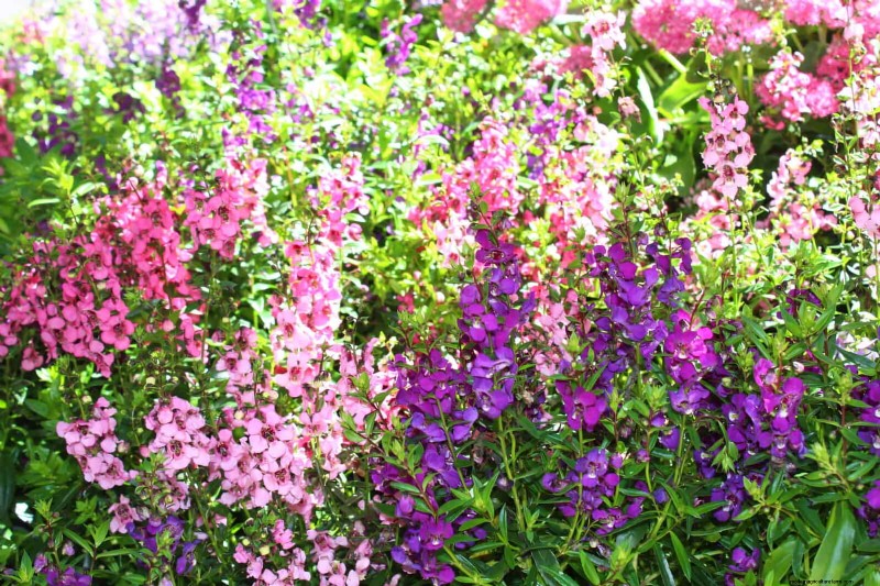 25 fleurs nécessitant peu d’entretien qui calment instantanément n’importe quel espace