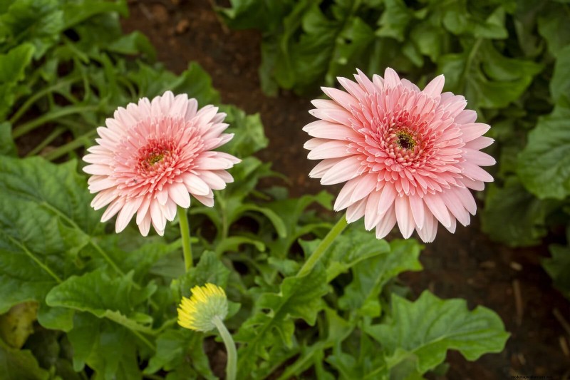 25 fleurs nécessitant peu d’entretien qui calment instantanément n’importe quel espace